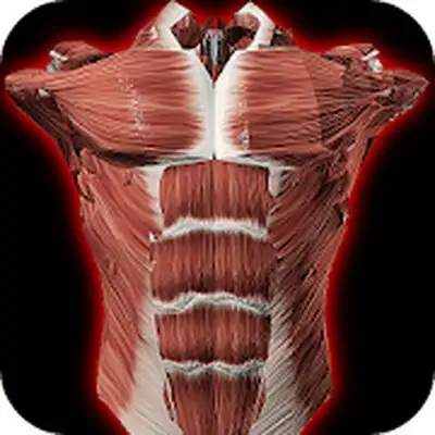 Download Muscular System 3D (anatomy) MOD APK [Pro Version] for Android ver. 2.0.8