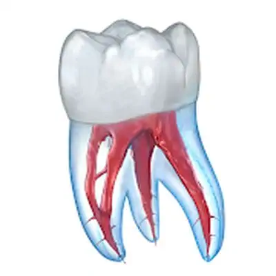 Download Dental 3D Illustrations for patient education MOD APK [Premium] for Android ver. 2.0.71