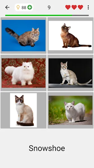 Cats Quiz Guess Popular Breeds [МОД: Бесконечные деньги, Монеты и Мега MOD] Screenshot 2