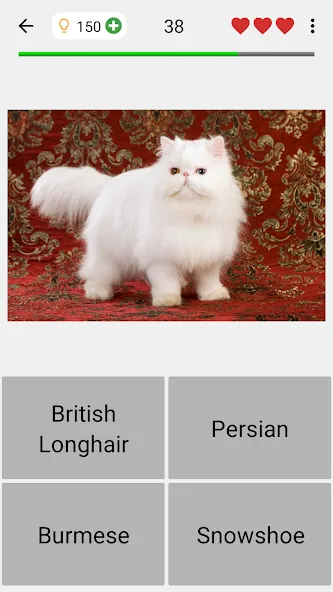 Cats Quiz Guess Popular Breeds [МОД: Бесконечные деньги, Монеты и Мега MOD] Screenshot 4