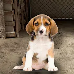 Скачать My Pet Animal Shelter World [МОД: Бесконечные деньги, Монеты и Мега MOD] | Взлом My Pet Animal Shelter World на Андроид