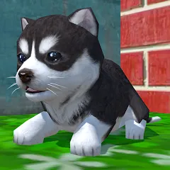 Скачать Cute Pocket Puppy 3D (Сьют Покет Паппи 3Д) [МОД: Много денег, Монет и Все открыто] | Взлом Cute Pocket Puppy 3D на Андроид