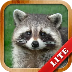 Скачать Animals for Kids [МОД: Много денег, Монет и Все открыто] | Взлом Animals for Kids на Андроид
