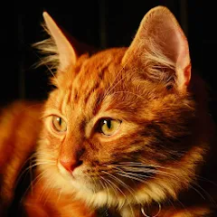 Скачать Talking Lovely Cat [МОД: Меню, Бесконечные монеты и Открытые уровни] | Взлом Talking Lovely Cat на Андроид