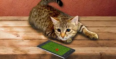 Download Hack Cat laser sounds! MOD APK? ver. 0.0.2