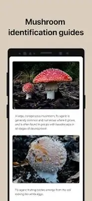 Download Hack Picture Mushroom MOD APK? ver. 2.8.8