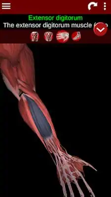 Download Hack Muscular System 3D (anatomy) MOD APK? ver. 2.0.8