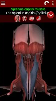 Download Hack Muscular System 3D (anatomy) MOD APK? ver. 2.0.8