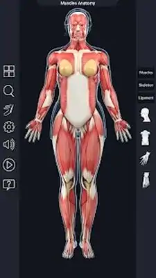 Download Hack Muscle Anatomy Pro. MOD APK? ver. 1.6